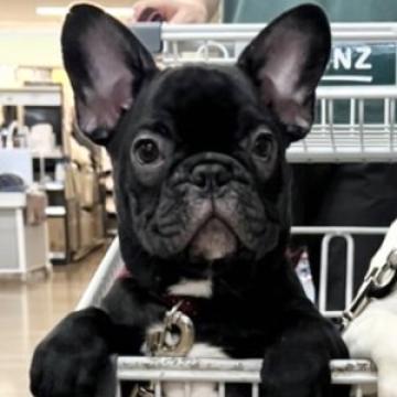 フレンチブルドッグ【静岡県・男の子・2022年5月25日・ブリンドル】の写真「まん丸お顔のイケメンです🐶」