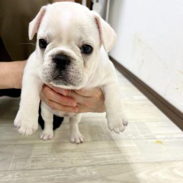 フレンチブルドッグ【静岡県・女の子・2022年5月25日・クリーム】の写真「かわいい女の子らしい優しいお顔です♪🐶❤️」