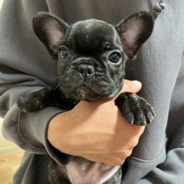 フレンチブルドッグ【静岡県・男の子・2022年9月26日・タイガーブリンドル】の写真「お目目クリクリかわいいお顔です🐶」