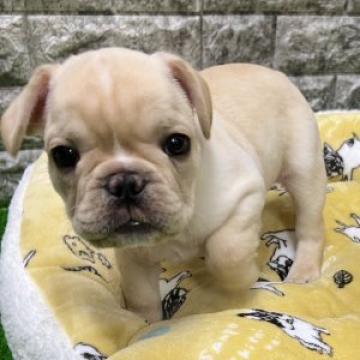 フレンチブルドッグ【静岡県・男の子・2022年9月26日・クリーム】の写真「ワクチン済🐶すぐお引き渡し出来ます❤️」