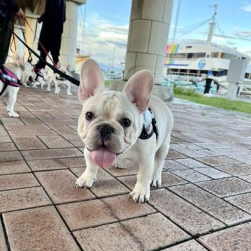 フレンチブルドッグ【静岡県・男の子・2022年4月29日・クリーム】の写真「体型　顔立ち最高です🐶❤️」