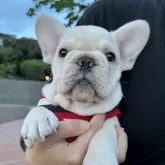 フレンチブルドッグ【静岡県・男の子・2024年4月17日・クリーム】の写真1「ムチコロの可愛い男の子です❤️」