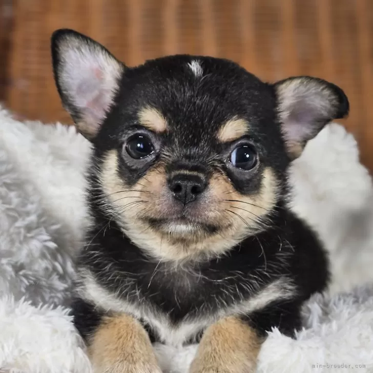 ID：2506-05174の子犬