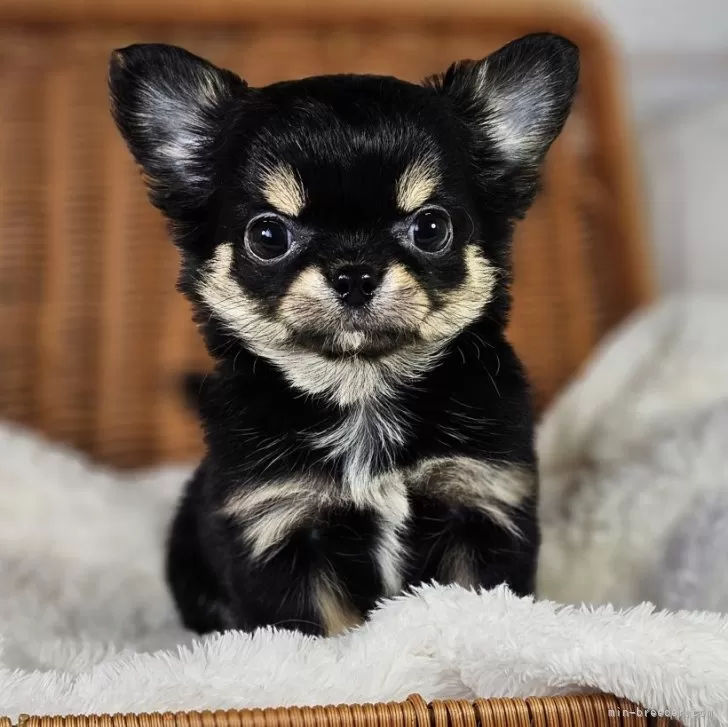 ID：2502-05371の子犬