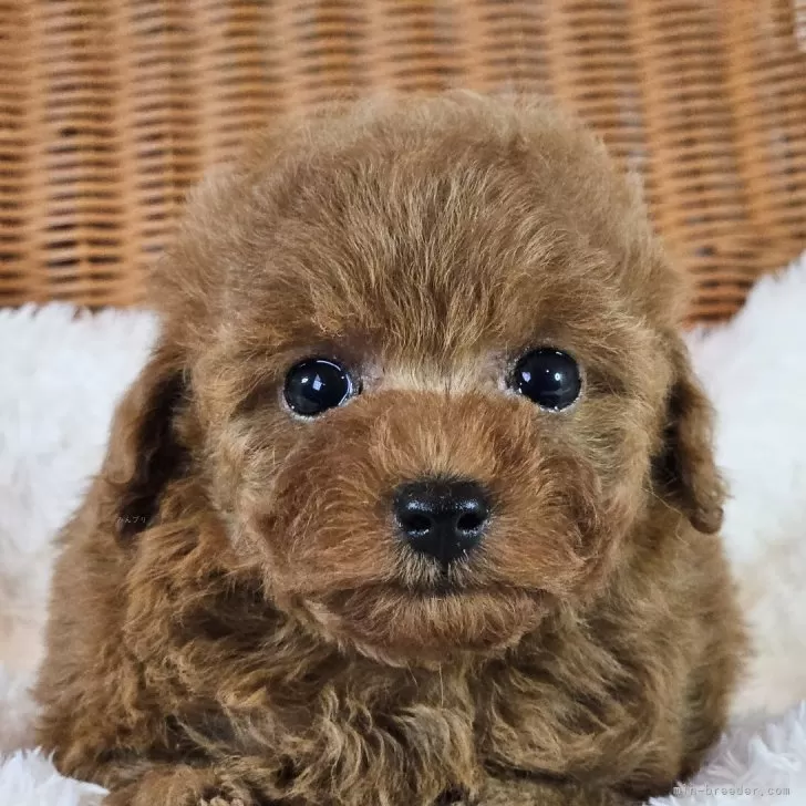 ID：2507-06552の子犬