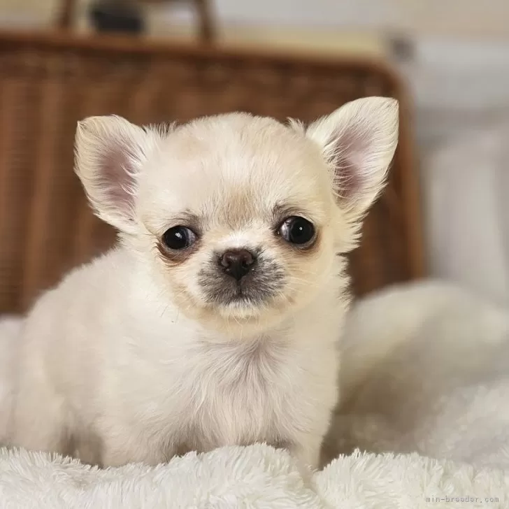 ID：2503-02244の子犬