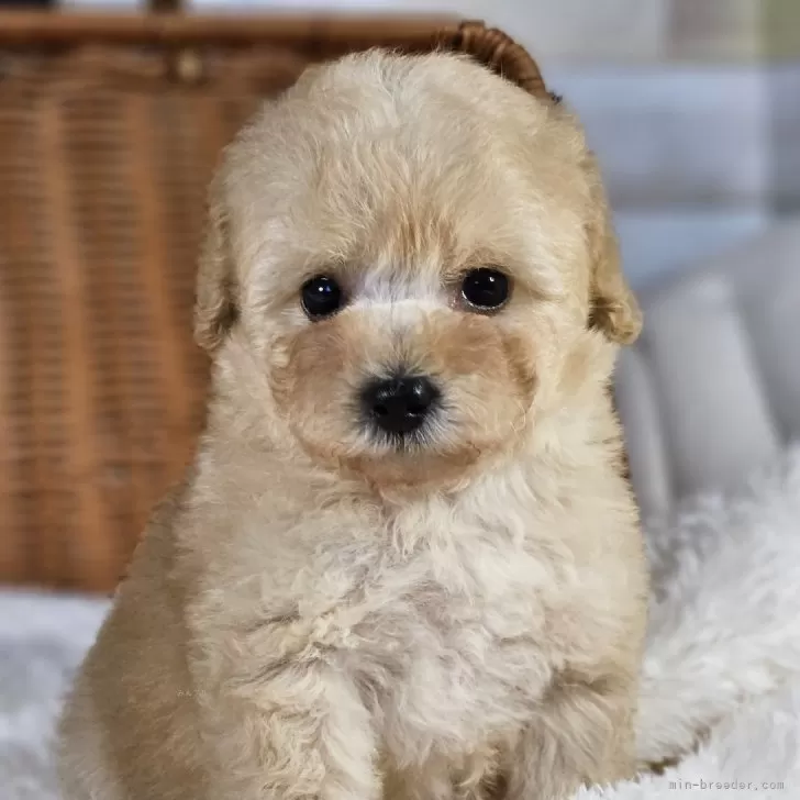 ID：2507-06543の子犬