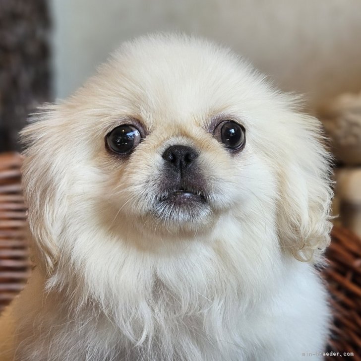 ブリーダー画像