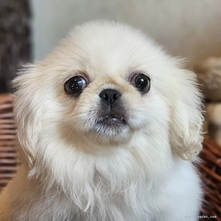 ペキニーズ【岐阜県・女の子・2025年8月15日・ホワイト】の写真1