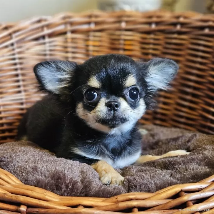 チワワ(ロング)【岐阜県・女の子・2025年5月22日・ブラックタン】の写真1