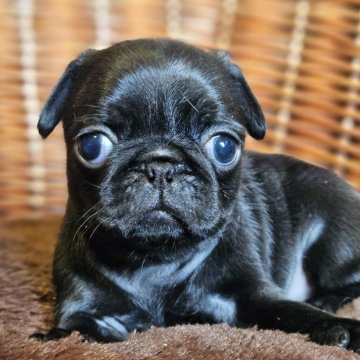 パグ【岐阜県・女の子・2025年9月19日・ブラック】の写真「🐶可愛い女の子です。」