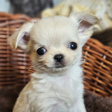 チワワ(ロング)【岐阜県・男の子・2025年9月18日・クリーム】の写真「🐶可愛い男の子です。」