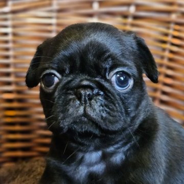 パグ【岐阜県・女の子・2025年9月19日・ブラック】の写真「🐶可愛い女の子です。」