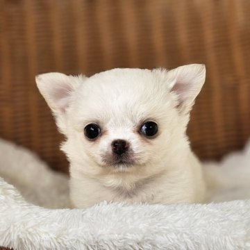 チワワ(ロング)【岐阜県・男の子・2024年12月27日・クリーム&ホワイト】の写真「可愛い男の子です。」