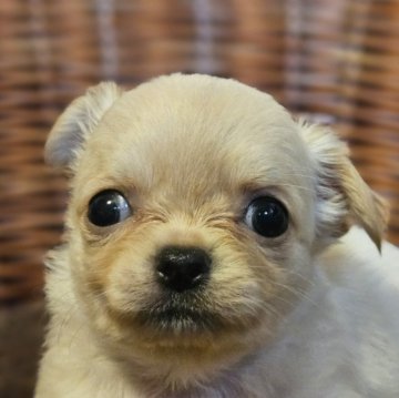 チワワ(ロング)【岐阜県・男の子・2025年9月18日・クリーム】の写真「🐶可愛い男の子です。」