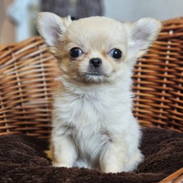 チワワ(ロング)【岐阜県・女の子・2025年9月18日・クリーム】の写真「🐶可愛い女の子です🐶」