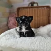チワワ(ロング)