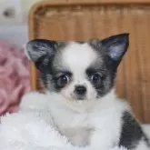 チワワ(ロング)