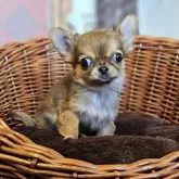 チワワ(ロング)