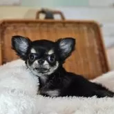 チワワ(ロング)【岐阜県・女の子・2025年5月22日・ブラックタン】の写真13