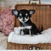 チワワ(ロング)【岐阜県・女の子・2025年5月22日・ブラックタン】の写真6