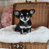 チワワ(ロング)【岐阜県・女の子・2025年5月22日・ブラックタン】の写真7