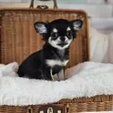 チワワ(ロング)【岐阜県・女の子・2025年5月22日・ブラックタン】の写真8