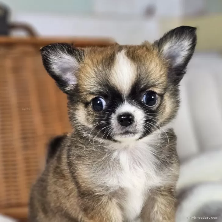 ID：2407-05285の子犬