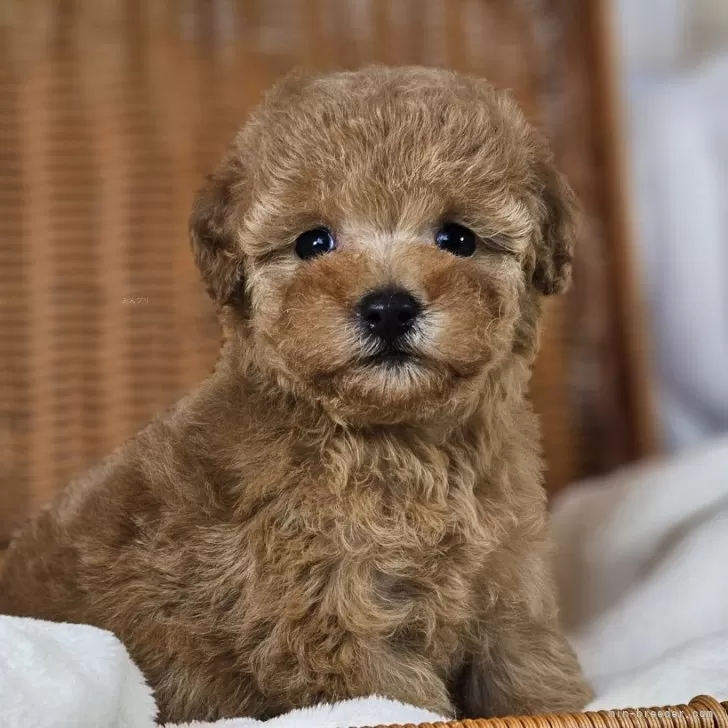 T.S 様のお迎えした子犬