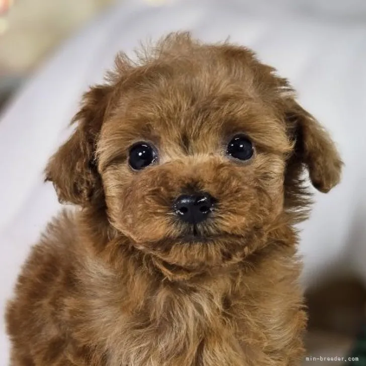 ID:2311-02333の子犬