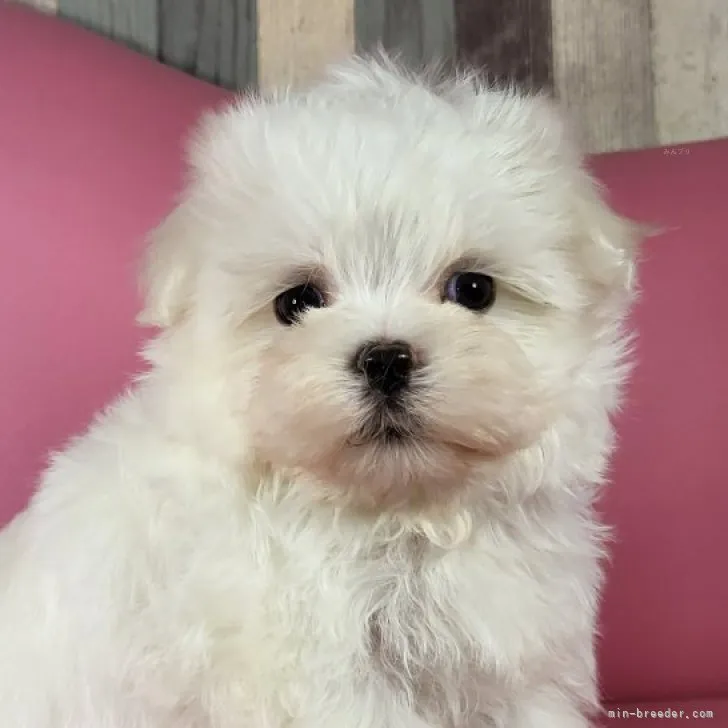 ID：2309-03793の子犬