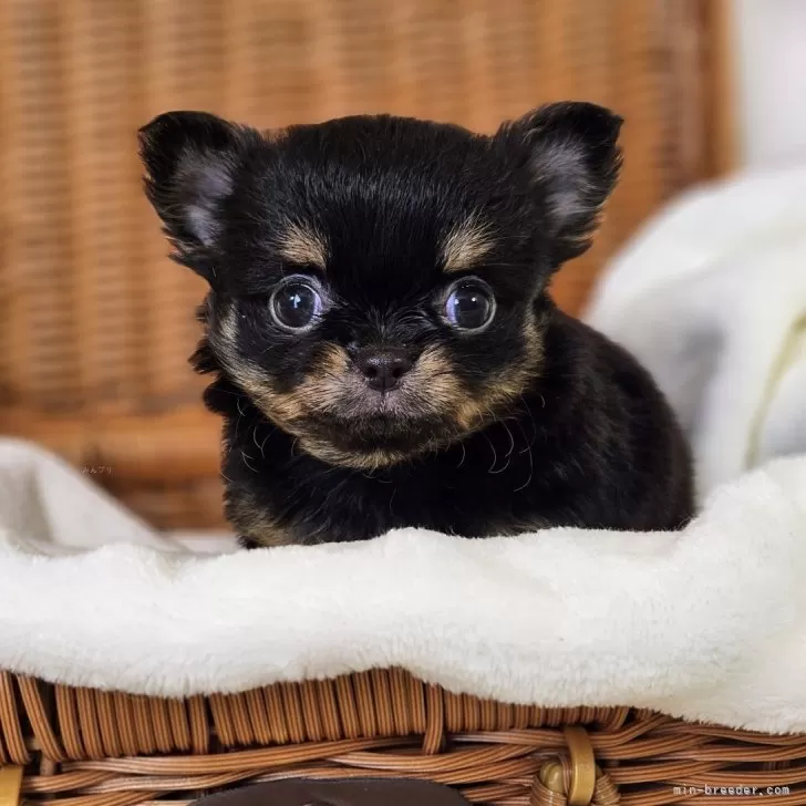 ID:2401-04785の子犬