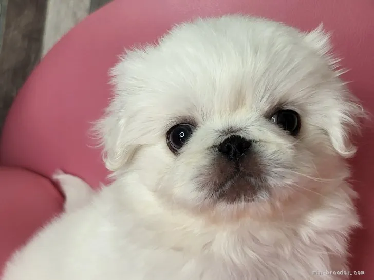 ID：2201-03656の子犬