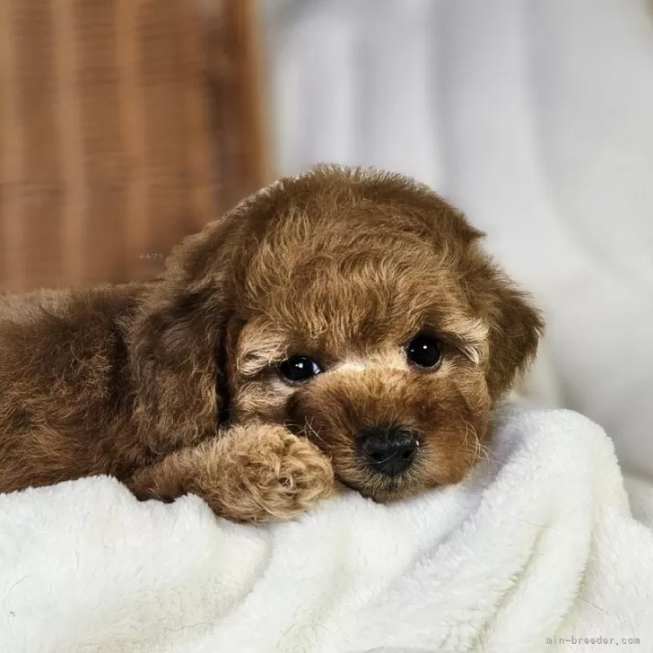 ID：2409-02269の子犬