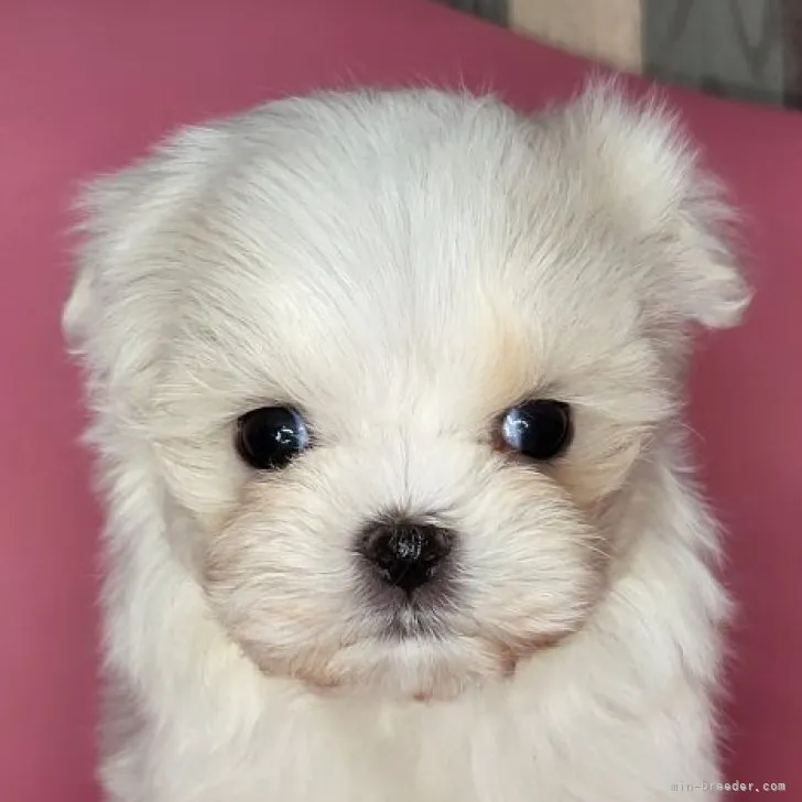 ID：2302-01391の子犬