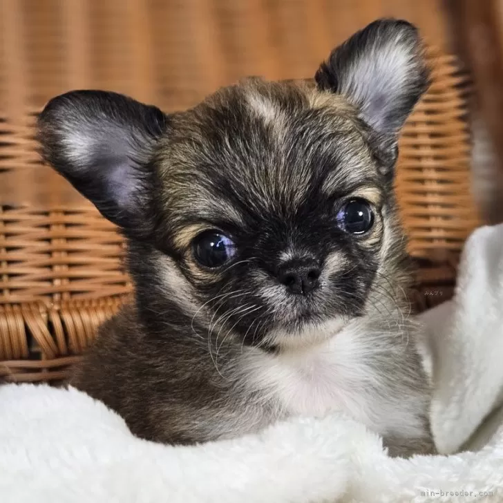 M.F 様のお迎えした子犬
