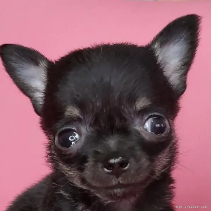 ID：2210-03964の子犬