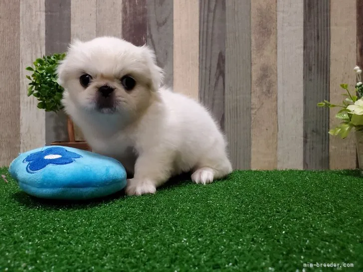 ID:2108-01255の子犬