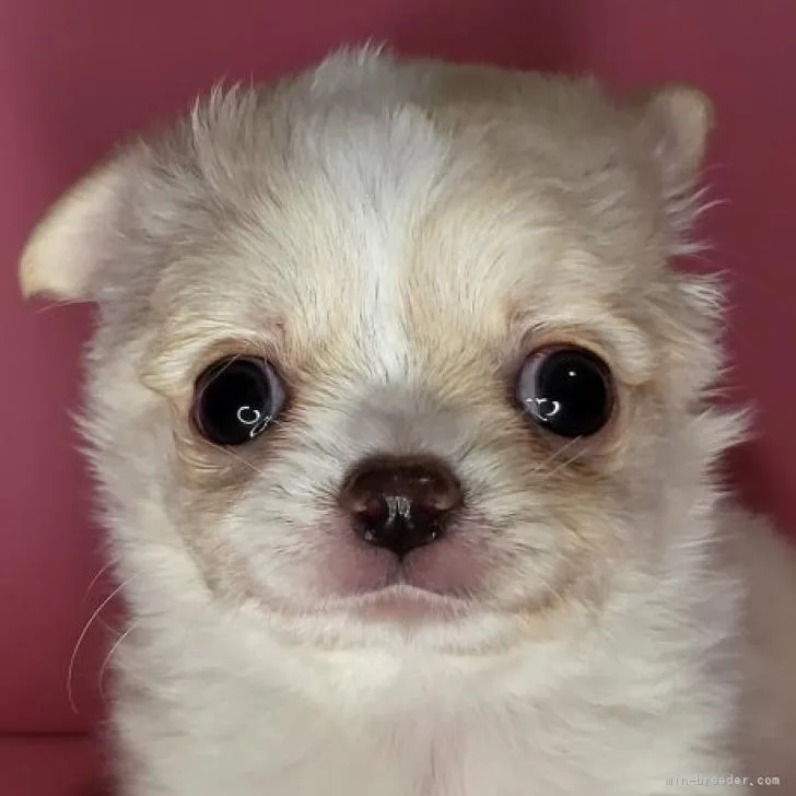 ID：2209-02787の子犬