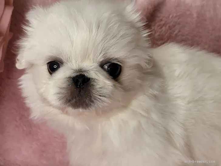 ID:2202-00385の子犬