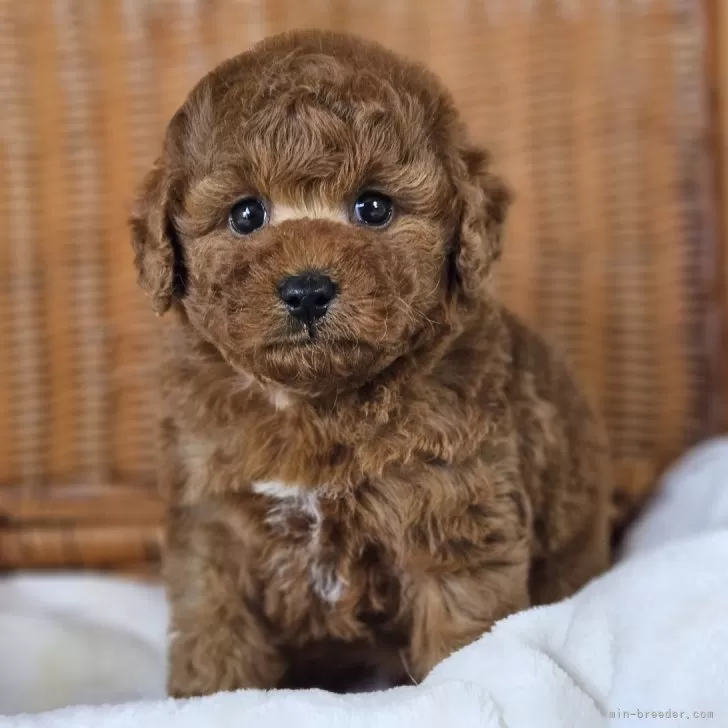 S.H 様のお迎えした子犬