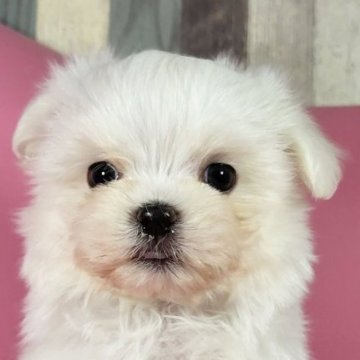 マルチーズ【岐阜県・男の子・2023年7月28日・ホワイト】の写真「可愛い男の子です。」
