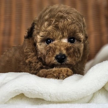 トイプードル(トイ)【岐阜県・女の子・2024年9月14日・レッド】の写真「11月11日までの掲載予定です。」