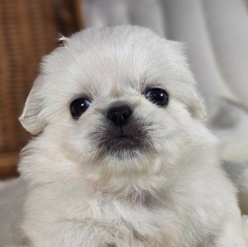 ペキニーズ【岐阜県・女の子・2024年7月22日・ホワイト】の写真「可愛い女の子です」