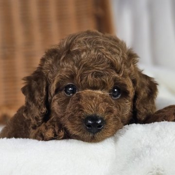 トイプードル(トイ)【岐阜県・男の子・2024年7月25日・レッド】の写真「可愛い男の子です」