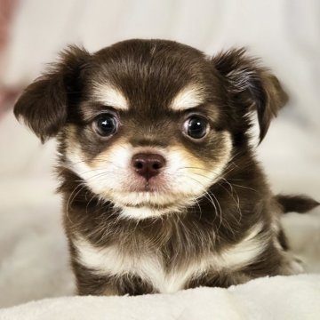 チワワ(ロング)【岐阜県・男の子・2024年7月20日・チョコクリーム】の写真「可愛い男の子です。」