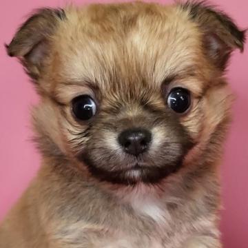 チワワ(ロング)【岐阜県・男の子・2022年10月2日・フォーン&ホワイト】の写真「少し気の小さい可愛い男の子です」