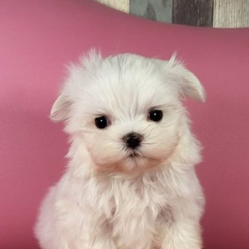 マルチーズ【岐阜県・男の子・2023年7月28日・ホワイト】の写真「可愛い男の子です。」