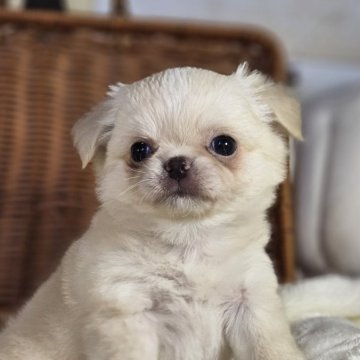 チワワ(ロング)【岐阜県・女の子・2024年6月8日・クリーム&ホワイト】の写真「可愛い女の子です。」