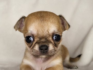 チワワ(スムース)【岐阜県・女の子・2022年3月31日・フォーン&ホワイト】の写真「元気な女の子です。」